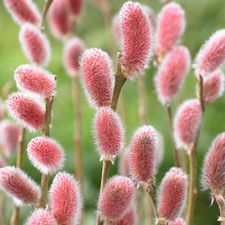 Japanese Pink Pussy Willow