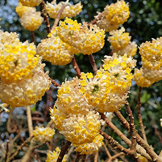 Edgeworthia chrysantha Grandiflora 'Paper Bush' 3L