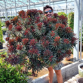 Euphorbia 'Miner's Merlot'
