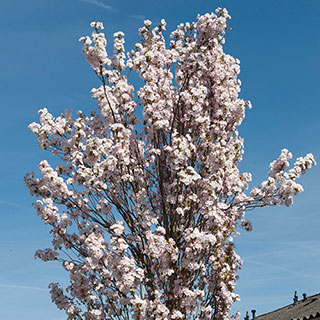 Prunus 'Amanogawa' Cherry Blossom Tree