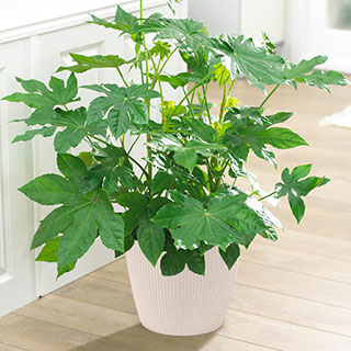 Fatsia japonica