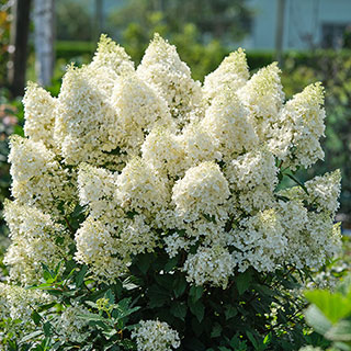 Hydrangea 'Magical Matterhorn'