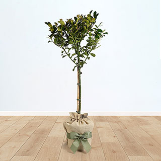 Holly 'Blue Maid' Standard Gift Wrapped