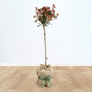 Standard Photinia 'Carre Rouge' Tree Gift Wrapped