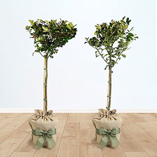 Pair of Holly 'Blue Maid' Standards Gift Wrapped