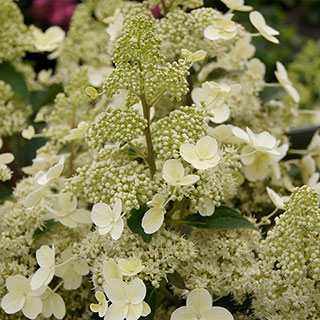 Hydrangea 'Magical Himalaya'