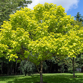 Golden Indian Bean Tree
