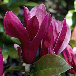 Magnolia 'Black Beauty'