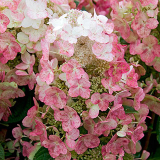 Hydrangea 'Magical Fire'
