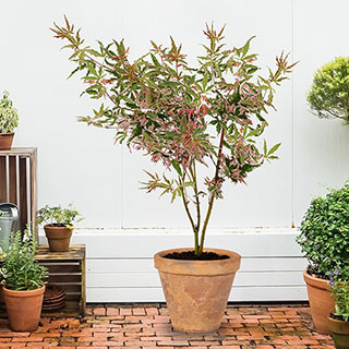 Acer palmatum 'Iyoshi'
