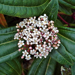 Viburnum davidii