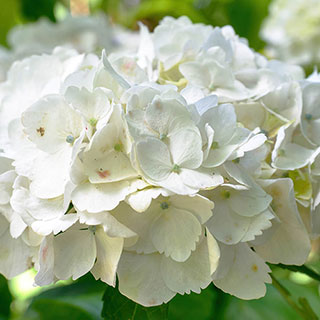Hydrangea 'White Mophead' Standard