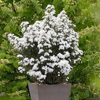 Olearia 'Spring Bling'