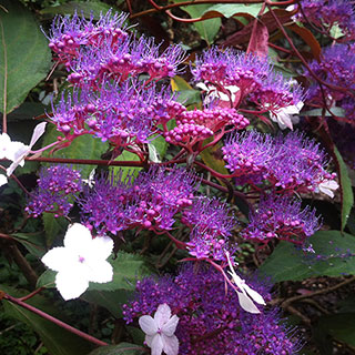 Hydrangea 'Rosemary Foster'