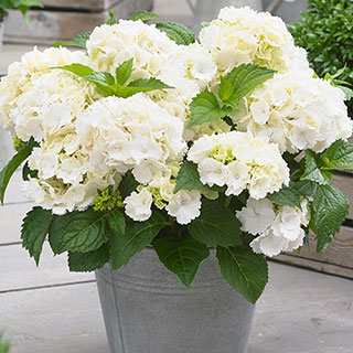 Hydrangea 'Little Hortensia White'