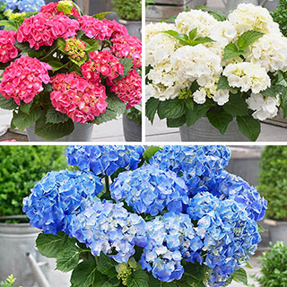 Hydrangea 'Little Hortensia' Collection