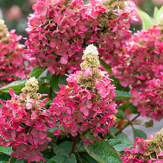 Hydrangea 'Magical Vesuvio'