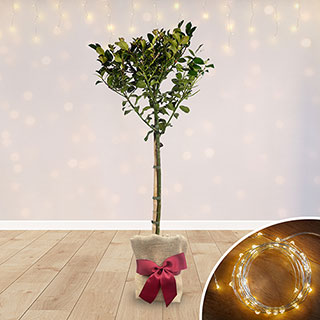 Christmas Gift Wrapped Holly 'Blue Maid' Standard