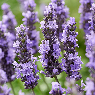 Lavender 'Sensational'