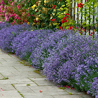 English Lavender 'Hidcote' Hedging