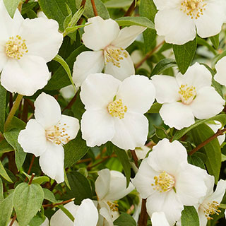 Philadelphus 'Petite Perfume White'