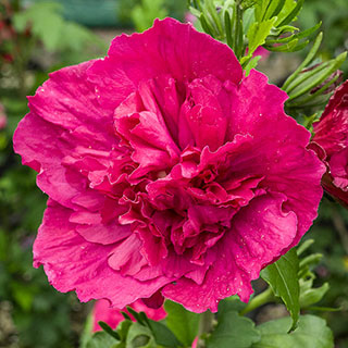 Hibiscus 'Red Chiffon'