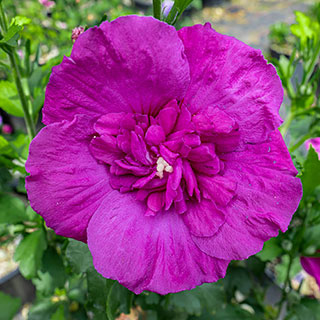 Hibiscus 'Purple Chiffon'