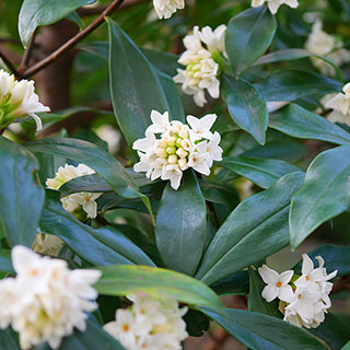 Daphne 'Perfume Princess White'