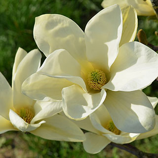 Magnolia laevifolia 'Honey Velvet'