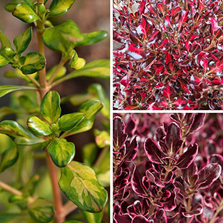 Colourful Coprosma Collection