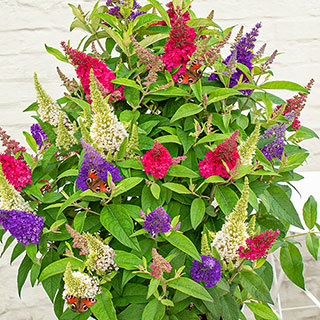 Buddleia 'Candy Festival Trio'