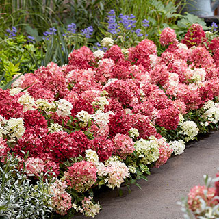 Hydrangea 'Groundbreaker Ruby'