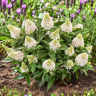 Buddleia 'Little Rockstars White'