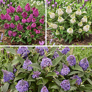 Buddleia 'Little Rockstars' Collection