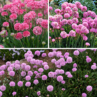 Armeria 'Dreameria' Collection