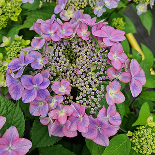 Hydrangea 'Million Stars Sirius Blue'