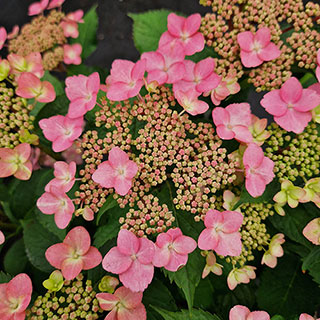 Hydrangea 'Million Stars Sirius Pink'