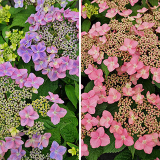 Hydrangea 'Million Stars' Collection