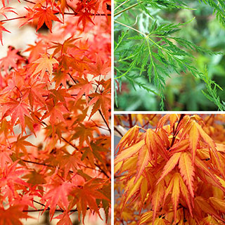 Acer Colourful Collection