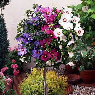 Braided Stem Hibiscus 'Tricolour' Standard
