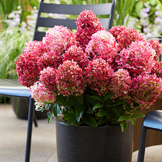 Hydrangea 'Living Little Rosy'