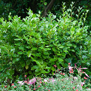 New Zealand Privet Hedges x 12