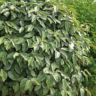 Oleaster Hedges x 12