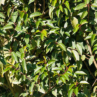 Portuguese Laurel x 12