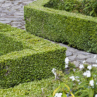 Box Hedging Pack x 12