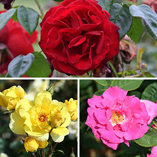 Climbing Rose Bare Root Collection