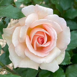 Rose 'Chandos Beauty' ®