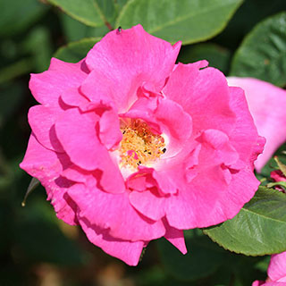 Climbing Rose 'Zephirine Drouhin'