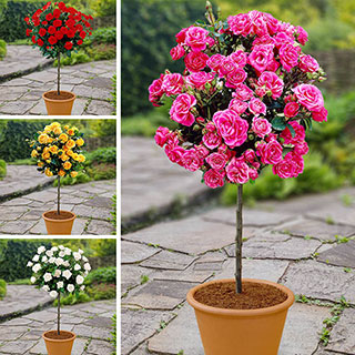 Patio Standard Rose Collection