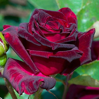 Rose 'Black Baccara'